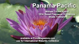 Panama Pacific Water Lily Nymphaea Youtube