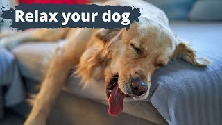 MUSIC for DOGS with ANXIETY 🐶🎶 Relax your Nervous or Restless Dog! ✅ by Love For Animals 16,179 views 1 year ago 1 hour, 15 minutes