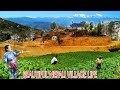 Beautiful Nepali village | Rural Hill Side Life of Nepal । Bijaya Limbu