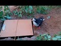 Best Bird Trap Making with Cardboard, Unique Big Hole DIY Trap Idea