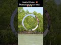 Discover the Sundarbans: Mangroves, Royal Bengal Tigers, & Wildlife Photography #bangladesh #travel