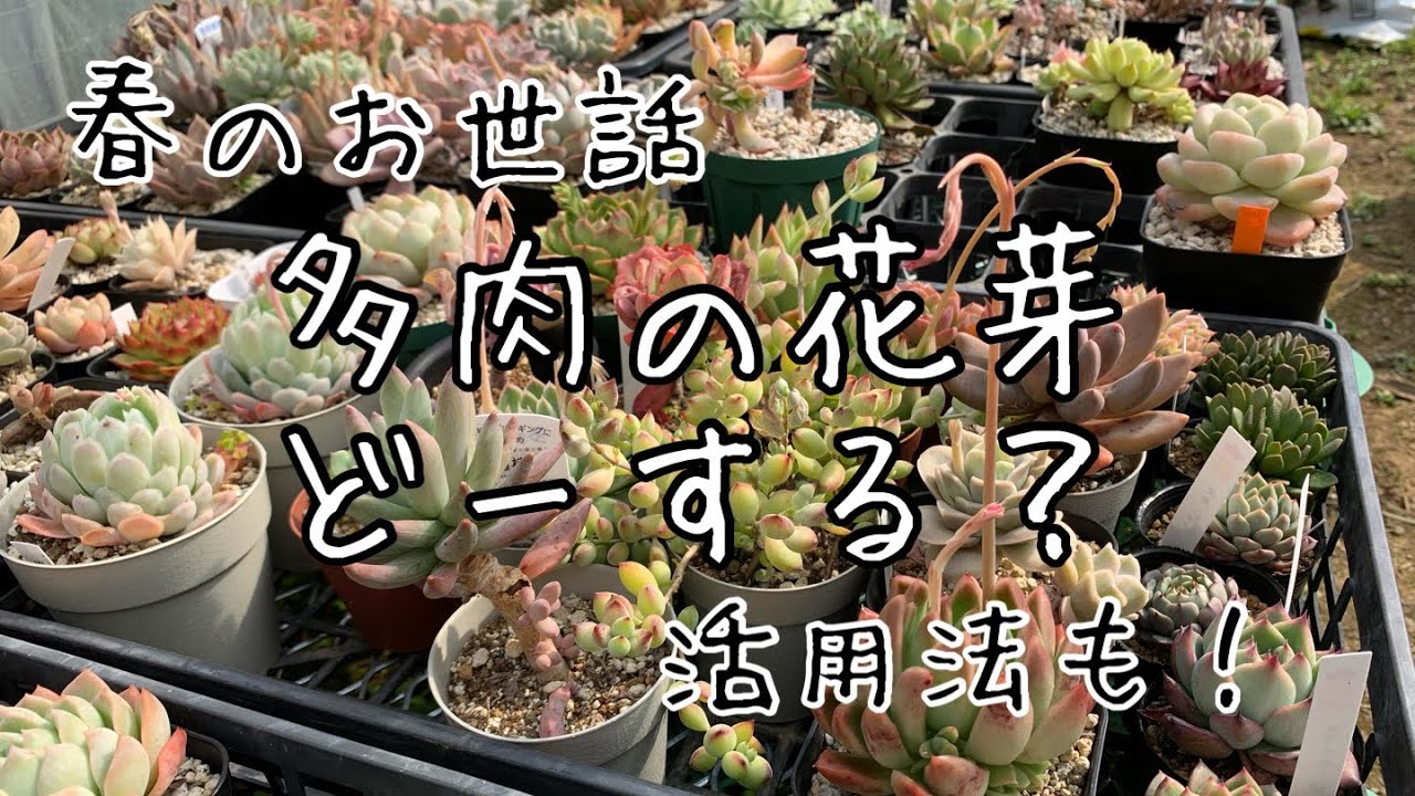 多肉の花芽の処理と活用法 春編 Youtube