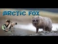 Wildlife photography - Photographing Arctic Fox in Dovrefjell, Norway