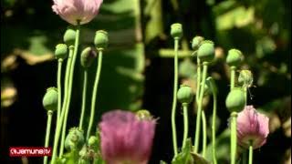 Report on Poppy Cultivation by Mohsin-ul Hakim