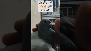 الحمام_الزاجل pigeon_voyageur حمام_الزينة