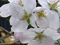 傷だらけの人生 鶴田浩二