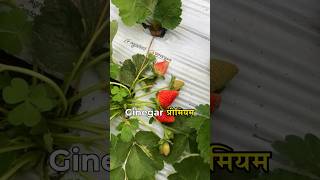 कम लागत में ज़्यादा उत्पादन और बेहतर crop growth – Agrifirst के साथ।