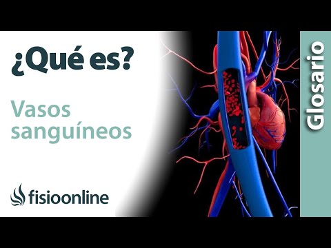 Video: ¿Se contraen los vasos sanguíneos cuando hace calor?