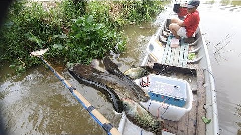 Test Kích Cá Tổng Hợp 32f Cá Phi Lóc Trê Lên Đẹp