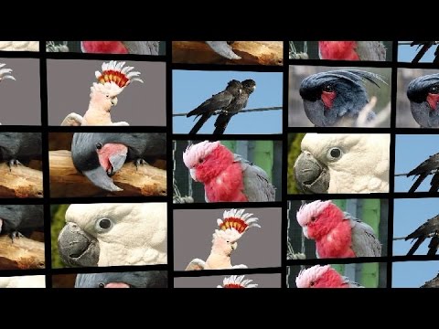 Video: Všetky Informácie O Kakadu