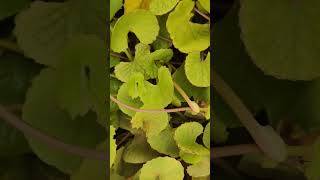 Centella asiatica thalkudi medicinalplant wetland nature photography