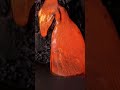 ASMR Lava Slime Flow 🌋 Molten Ooze & Fiery Satisfying Sounds