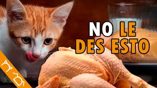 Alimentos Peligrosos Que PUEDEN SER MORTALES Para Tu GATO by Colitas a la Derecha - By Danny 1,479 views 7 days ago 5 minutes, 12 seconds