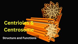 Centrioles Structure And Functions Centrosomes Cilia And Flagellabiology Cl 9 Cell Biology