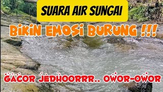 Suara air mengalir dan lengkingan kacer, prenjak serta kenari membangkitkan emosi burung bermasalah