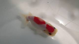 希少　もみじらんちゅう　上質　２５６