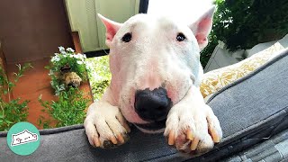 Owners Try to Hide From Bull Terrier. He Finds Them Every Time | Cuddle Buddies