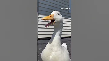 البطة الضاحكة بطة بطبوطة البطة رعبتني Duck Duck 