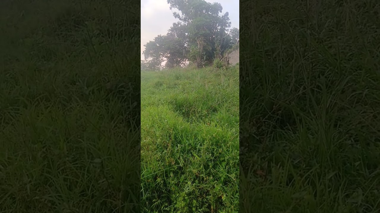 Musazoganwa noma sazogana lalela uzizwele