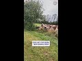 Cows gather to get doggo&#39;s sweet kisses 💋 #viral #short #tiktok