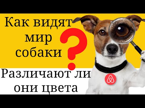 Как видят мир собаки? Как видят цвета? как  далеко и широко?