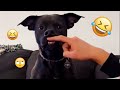 I dare you not to LAUGH at these FUNNY DOGS 😁🦮 - Best Funny Animals Videos 2025 #79