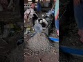 Soft Plastic Bag Shredding Test — Super Fine Output #recyclingmachine #plasticcrusher