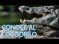 Cómo viven los cocodrilos | Vídeos de animales para niños