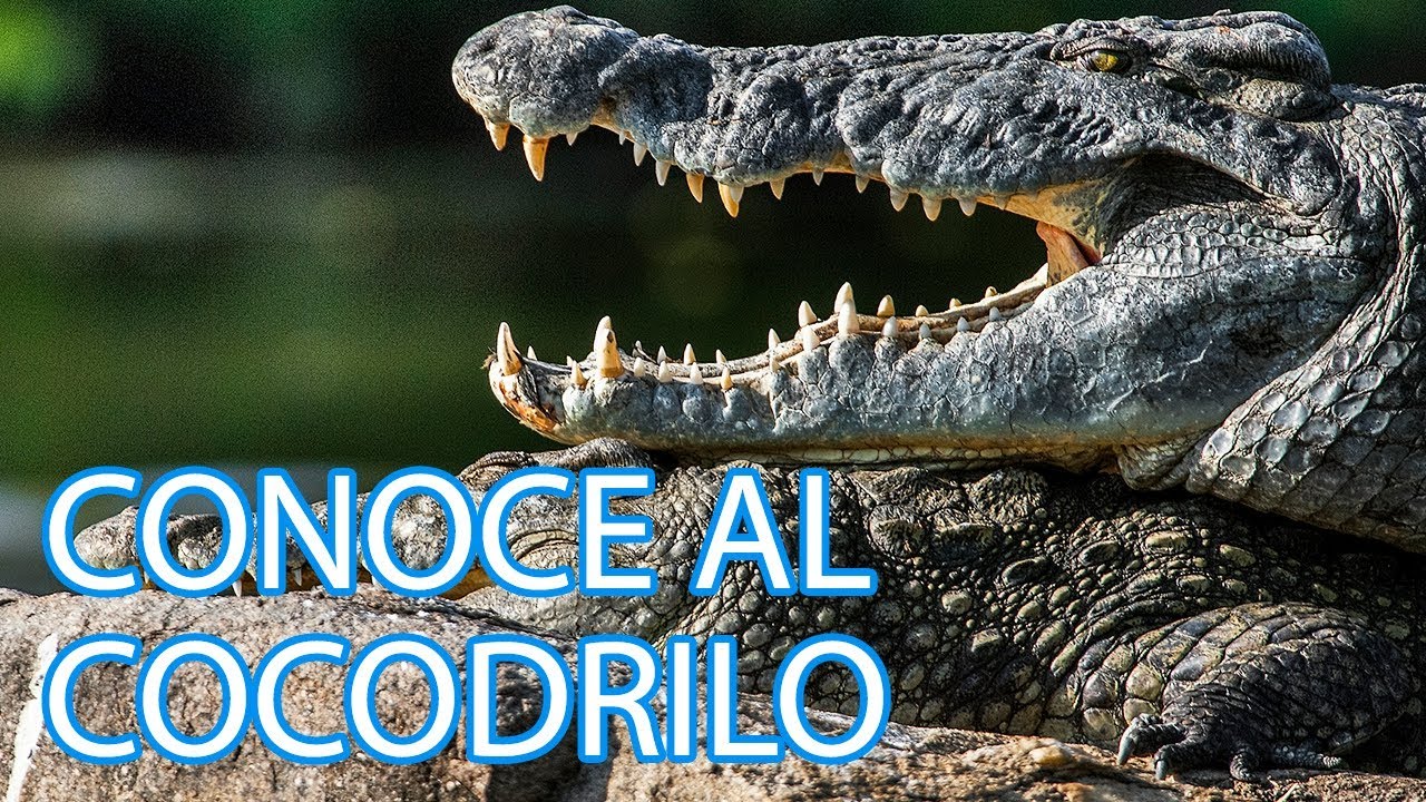 Cómo viven los cocodrilos | Vídeos de animales para niños - YouTube