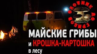 Первые весенние грибы и крошка-картошка в лесу, с ними... рецепт, готовка