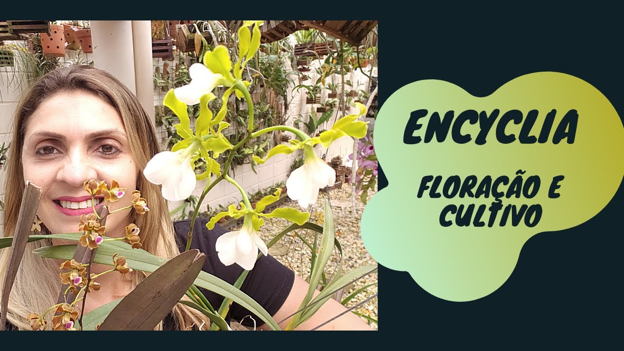 Encyclia - Floração e Cultivo