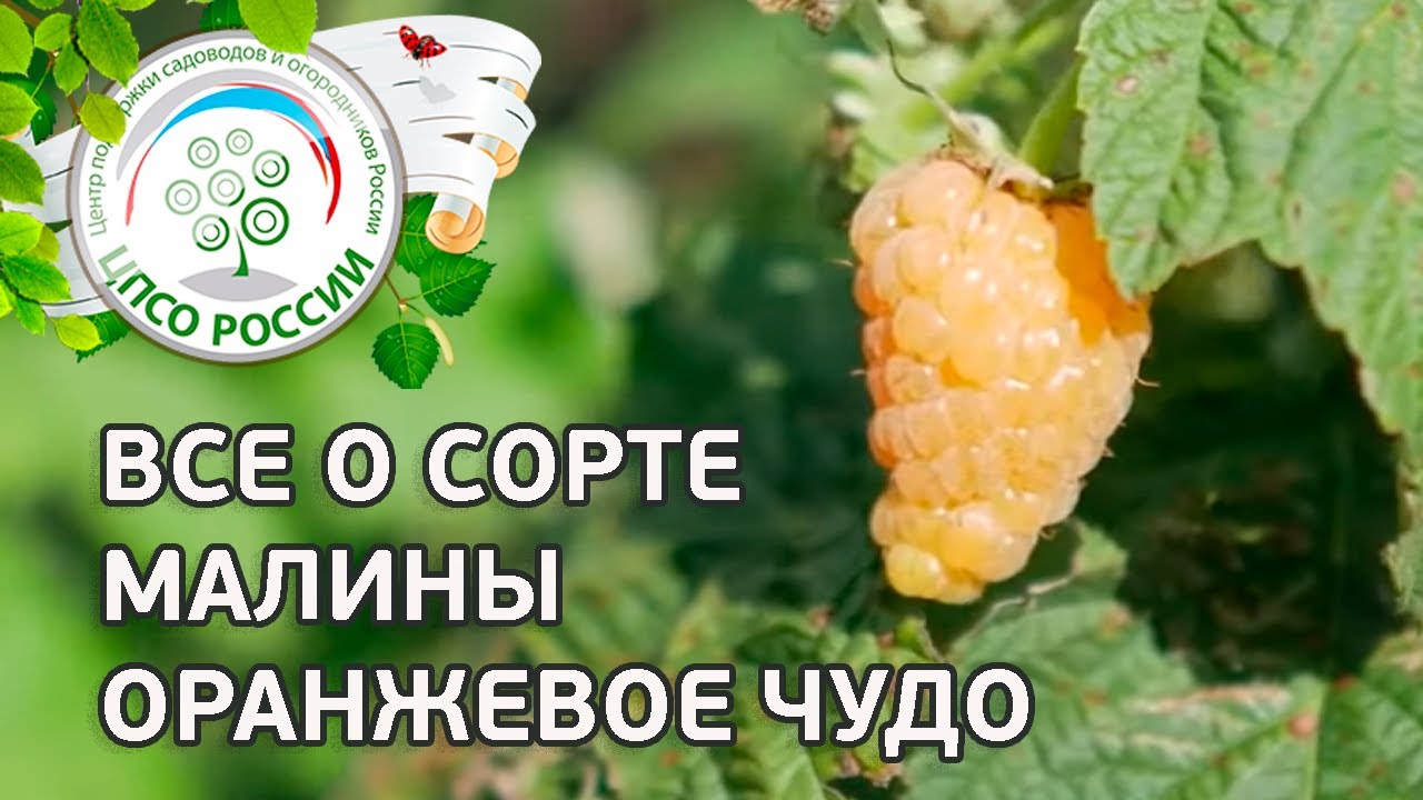 Малина Золотая Осень Описание Сорта Фото Отзывы