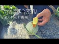 北海道共和町的哈密瓜農場，夏之風味哈密瓜的一生 | 共和町 | Walker