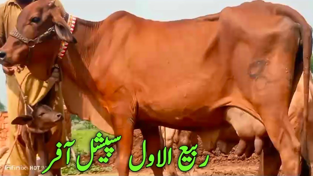 Pakistan Chachi Rabi Rabi ul awal Speciel Offer Cow Sale by Javed Dairy farm chistian city ...