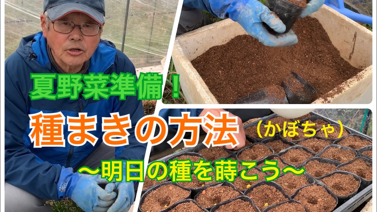 夏野菜準備 夏野菜の種まきの方法 かぼちゃ Youtube
