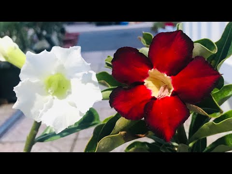 Video Sứ Hạt Cánh Kép .( Hết ) Hạt Sứ Cánh Kép . - youtube