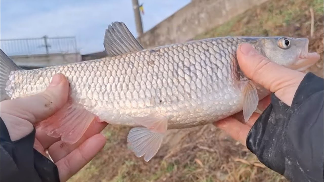 🎣Aventuri la Pescuit: Partida Memorabila  la CLEAN 🎣