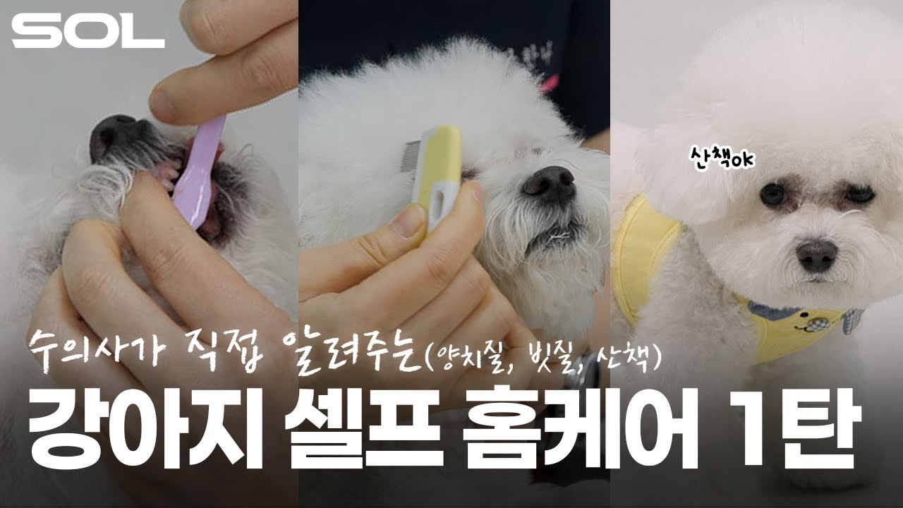 매일 하는 건데 제대로 하고 계신가요? 수의사가 알려주는 강아지 셀프 홈케어의 정석 (양치하는법, 빗질, 산책)