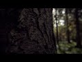 Cinematic trees forest nature no copyright