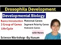 DROSOPHILA DEVELOPMENT | Introduction, Life Cycle, 3 Group of Genes (Maternal GENES) | By kusum