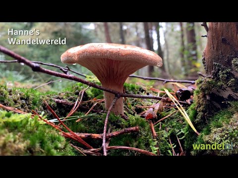 Video: Wandelen Voor Eetbare Paddenstoelen