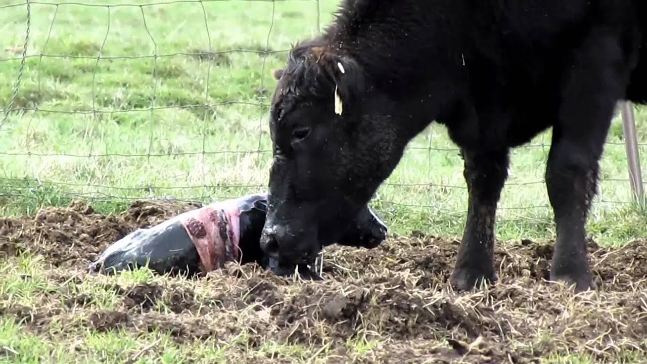 Spring at Highview Angus Ranch