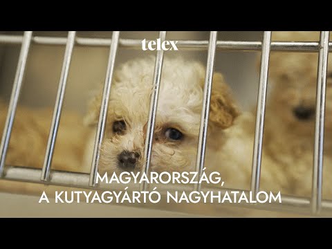 Videó: Hogyan készítsünk egy madárkakas fedelet