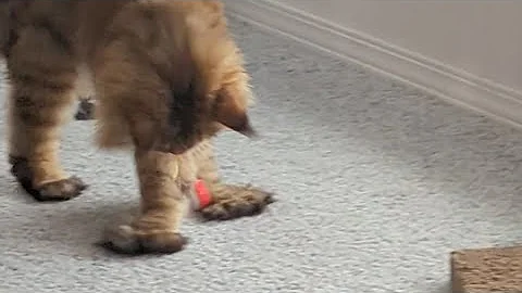 Video 2036871: mainecooncat mainecoons cat, polydactyl mainecoon cat, european polydactyl maine coon