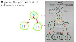 BIO210 Genetics: Ch 5- Mitosis vs. Meiosis