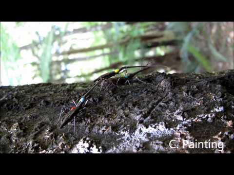 New Zealand giraffe weevil males fight for access to female and one gets thrown from tree