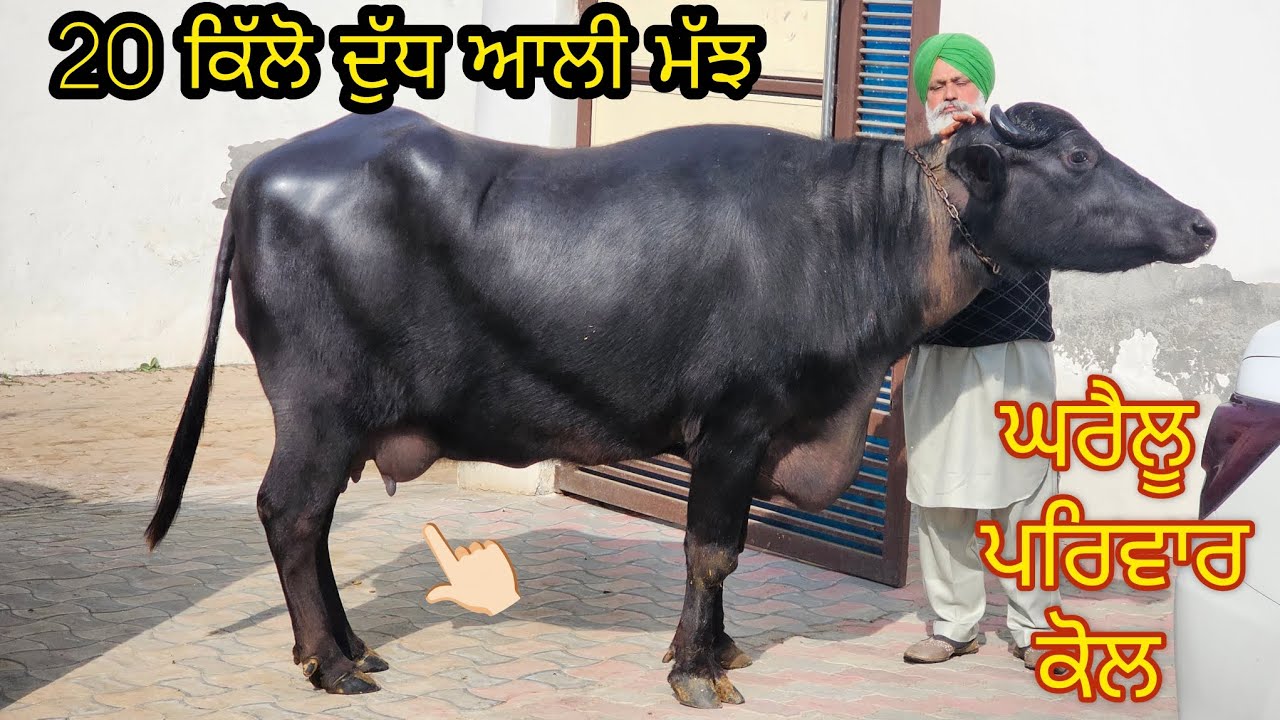Top Class Buffalo Sale ਟੋਪ ਦੀ ਮੁਹਰਾ 👉🏻20 ਕਿੱਲੋ ਦੁੱਧ ਤਿਆਰ ਆਲੀ ਝੋਟੀ Date 17-1-2025