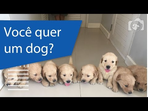 Vídeo: Como convencer seus pais a deixá-lo pegar um cachorro