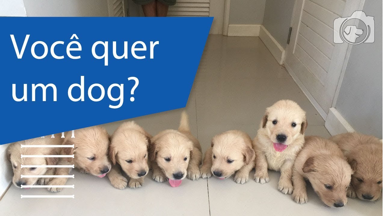 Como pedir um cachorro para seus pais Outlet