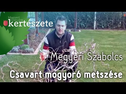 Videó: Pénzfa kialakítása: gondozási jellemzők, metszés, tippek